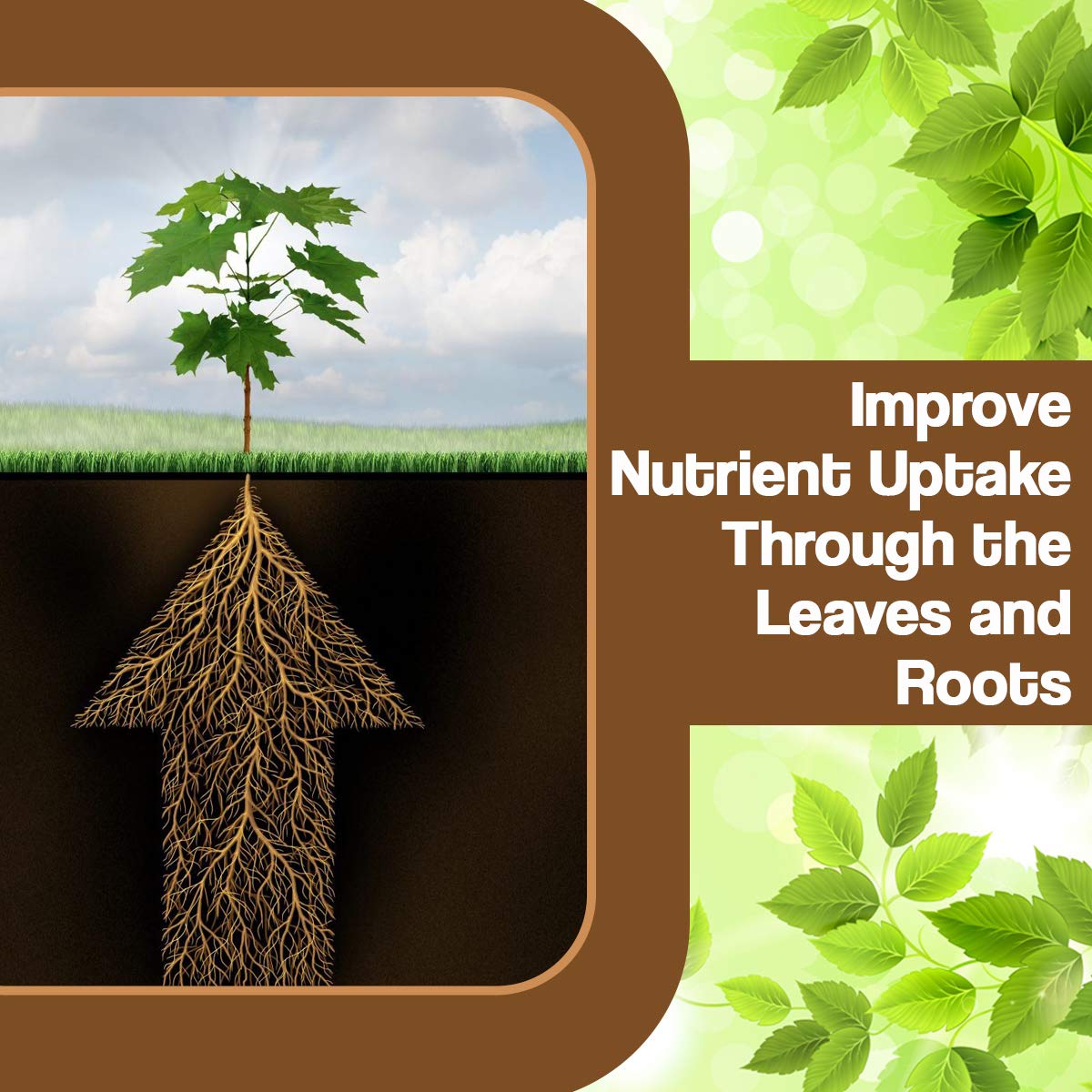 V.S GROW Humate Acid 98%(Organic Fertilizer)